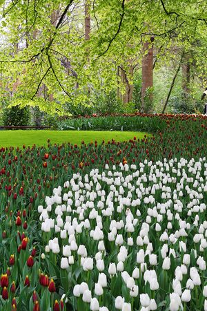 Many beautiful tulips at garden.の写真素材