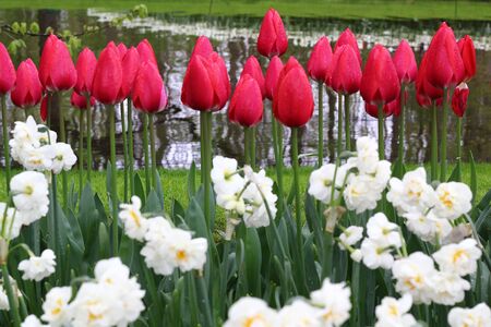 Many beautiful tulips at garden.の写真素材
