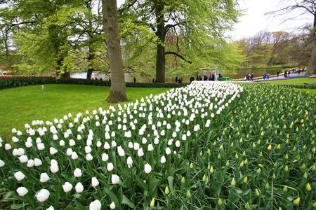 Many beautiful tulips at garden.の写真素材