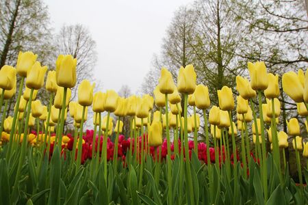 Many beautiful tulips at garden.の写真素材