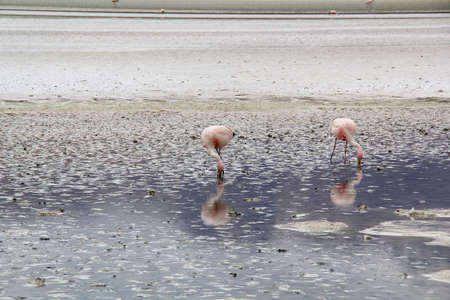Flamingo with Beautiful landscapes view of Laguna Colorada (Red Lagoon) at Salar de Uyuni, Bolivia.の写真素材