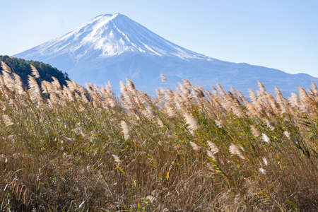 Beautiful landscape view Mt.Fuji and kawakugiko lake.の写真素材