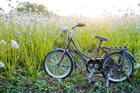 Bicycle park at beautiful flower grass with beautiful light.の写真素材