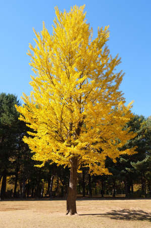 The big tree in park with yellow leaves.Nature background.の写真素材