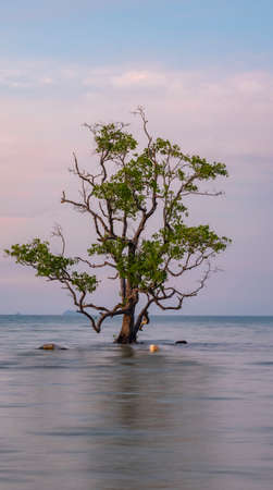 Beautiful tree at the sea.の写真素材