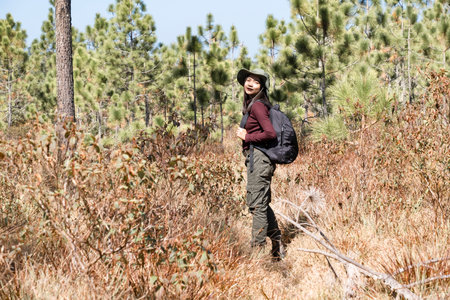 Traveler girl with backpack at the pine tree forest .の写真素材
