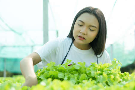 Beautiful Young girl working in hydroponic system vegetables organic small lettuce farm.の写真素材