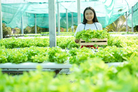 Beautiful Young girl working in hydroponic system vegetables organic small lettuce farm.の写真素材