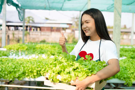 Young asian working in hydroponic system vegetables organic small lettuce farm.の写真素材