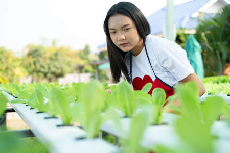 Beautiful Young girl working in hydroponic system vegetables organic small lettuce farm.の写真素材