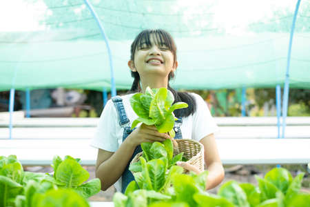 Asian girl picking vegetables in a hydroponic vegetable garden at her home.の写真素材