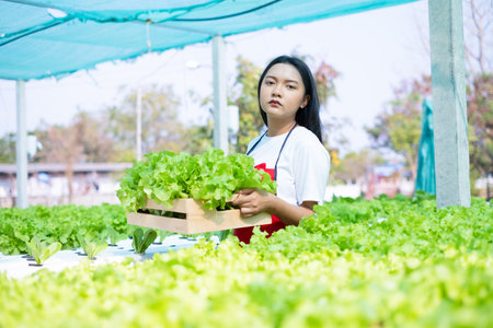 Beautiful Young girl working in hydroponic system vegetables organic small lettuce farm.