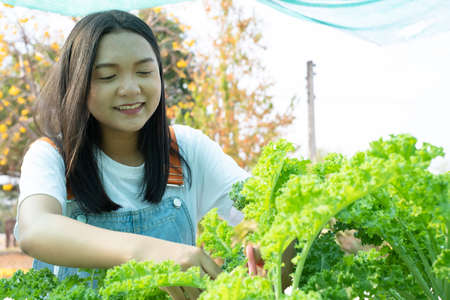 Young girl using scissors cut green fresh kale, organic hydroponic vegetable, home business.の写真素材