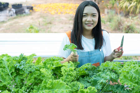 Young girl using scissors cut green fresh kale, organic hydroponic vegetable, home business.の写真素材