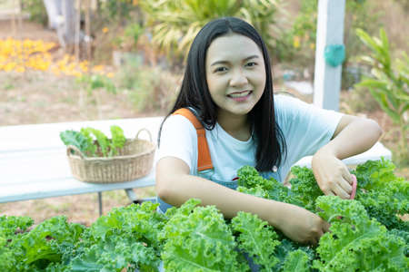 Young girl using scissors cut green fresh kale, organic hydroponic vegetable, home business.