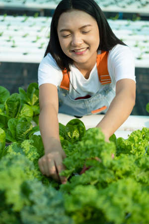 Young girl using scissors cut green fresh kale, organic hydroponic vegetable, home business.