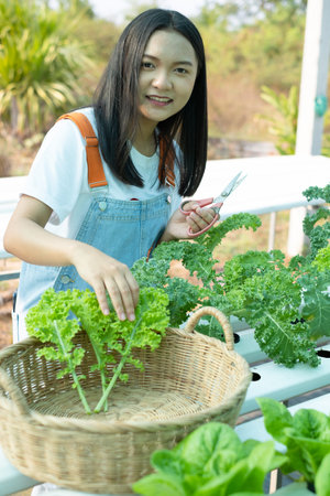 Young girl using scissors cut green fresh kale, organic hydroponic vegetable, home business.の写真素材