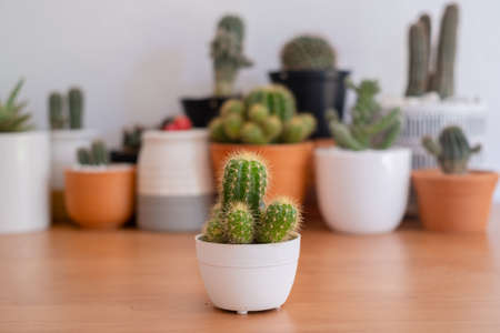 Close up cute cactus on wood.の写真素材