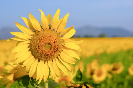Closeup picture of sunflower at fields with bluesky.の写真素材