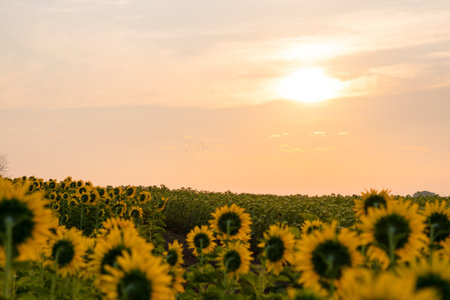 Beautiful sunflower fields with bluesky and mountain.の写真素材