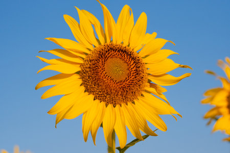 Closeup picture of sunflower at fields with bluesky.の写真素材