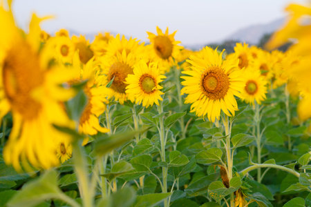 Beautiful sunflower fields with bluesky and mountain.の写真素材