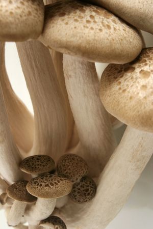 A cluster of Hon-Shimeji Mushrooms against a white backgroundの写真素材