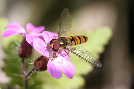 A Hoverfly feeding on a pink flowerの写真素材
