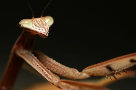 A Chinese Mantis (Tenodera aridifolia sinensis) with it's arms outstretched into the right of the...