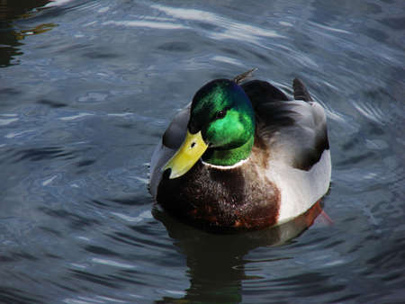 A happy mallard shows his green and purple colors well in this shot.