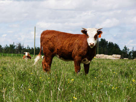 Heifer on a typical farm background