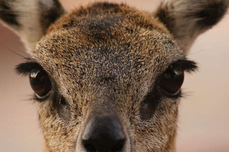 Klipspringer with big eyesの写真素材