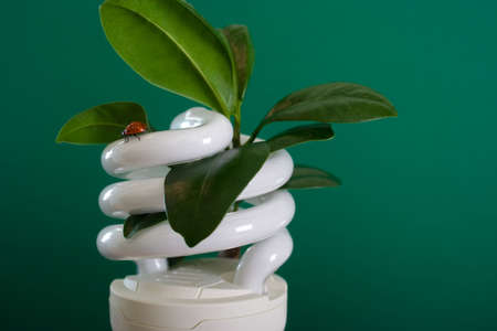 Compact fluorescent bulb, with leafs in it and ladybug insect. Short DOF. On green backdrop.の写真素材