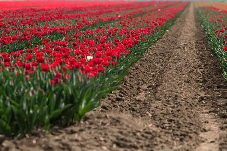 Flower fields / farms in Holland. Short DOF.の写真素材