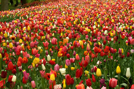 Spring flower garden at Keueknhof, Lisse, The Netherlands