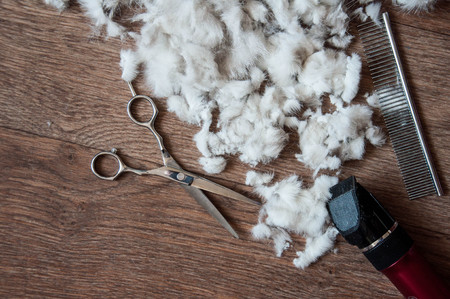 Grooming pets. Home care for animals. Grooming machine and accessories for pets. Wool cat on the floor.の写真素材