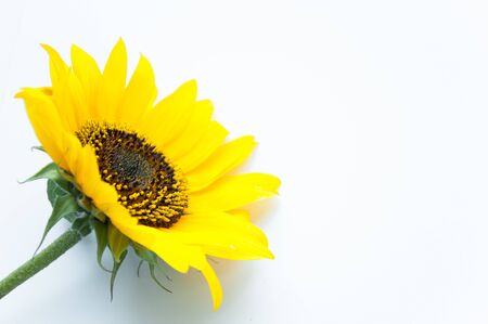 Sunflower flower on a light background. Summer mood. Rest outside the city. Production of oil from plantsの写真素材