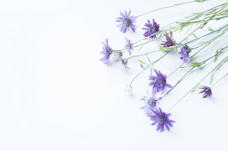 Helichrysum flowers pink purple field on a light background. Beautiful dried field flowers. Eternal beauty frozen in plants. A bouquet of purple flowers on a white tableの写真素材