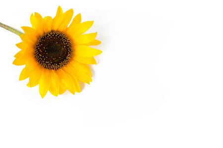 Sunflower flower on a light background. Summer mood. Rest outside the city. Production of oil from plantsの写真素材