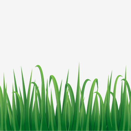 Green grass border with white background.Vector illustrationのイラスト素材