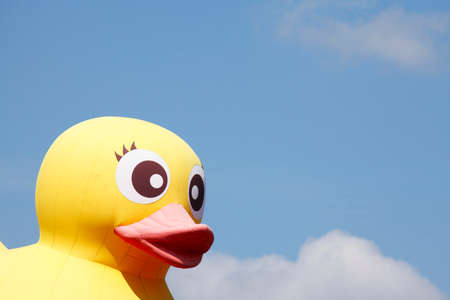 Yellow Plastic Duckの写真素材