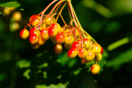 Pyracantha Berriesの写真素材