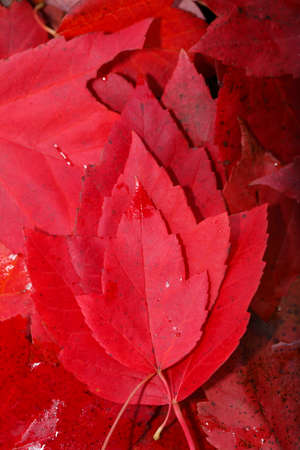red colored maple leaf