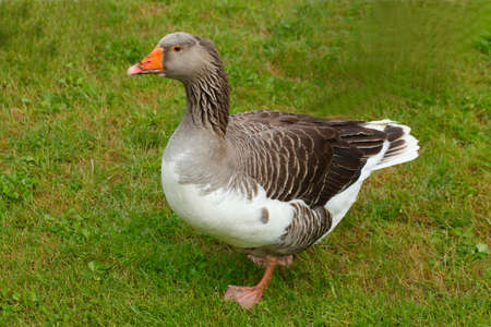 Goose on a Meadow in a Parkの写真素材