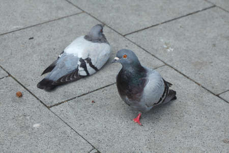 Pigeons on the Streetの写真素材