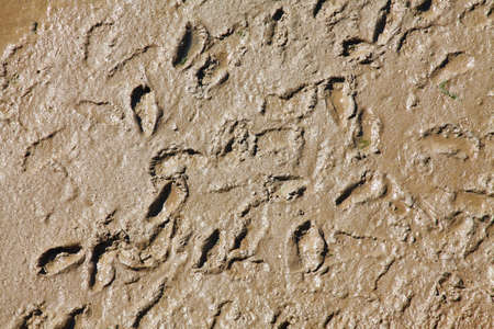 Footprints in the Sandの写真素材