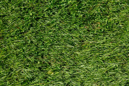 Medow with fresh mowed lawn