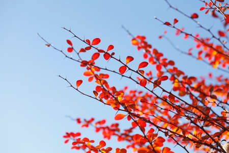 red colored autumn-leavesの写真素材