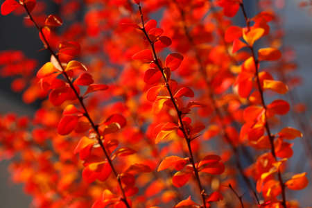 red colored autumn-leaves