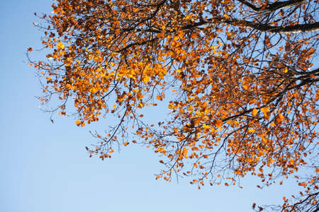 yellow colored  oak-leaves